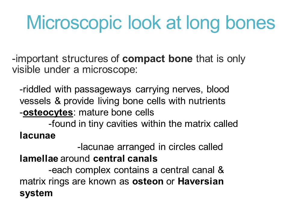 Mature living bone cells are called